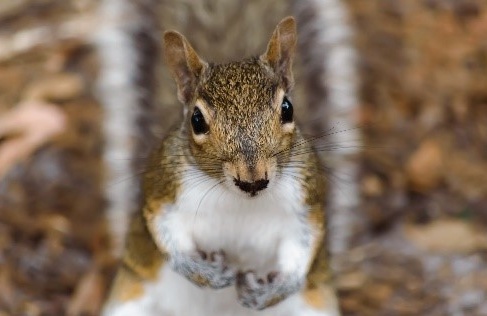 Close-up image of a squirrel.